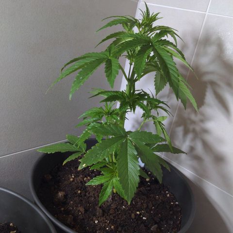 NL1 growlog timeline photo