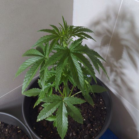 NL1 growlog timeline photo