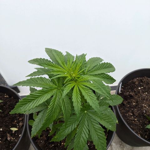 NL1 growlog timeline photo