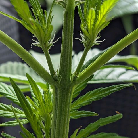 NL1 growlog timeline photo