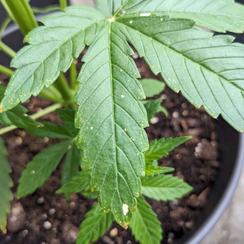 NL1 growlog timeline photo