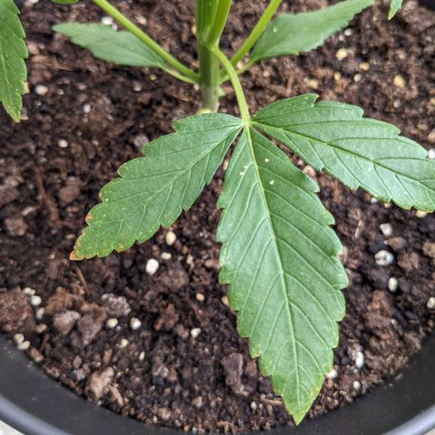 NL1 growlog timeline photo