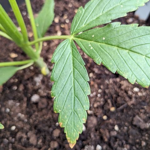 NL1 growlog timeline photo