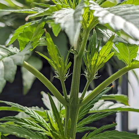 NL1 growlog timeline photo
