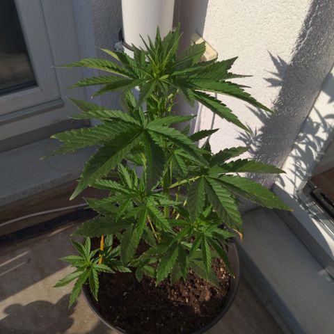 NL1 growlog timeline photo
