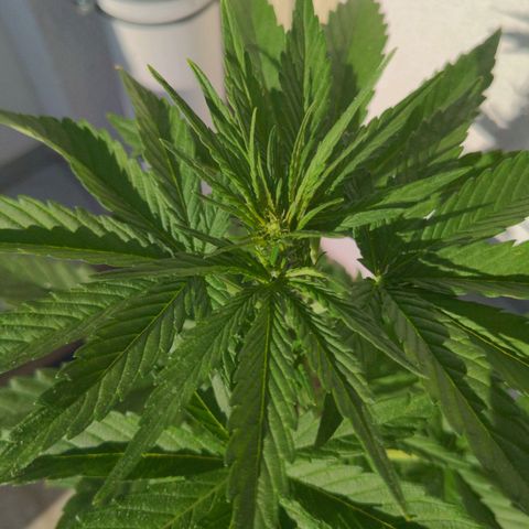 NL1 growlog timeline photo