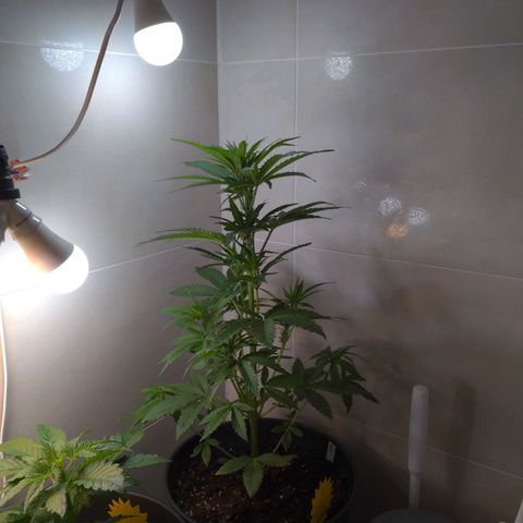 NL1 growlog timeline photo