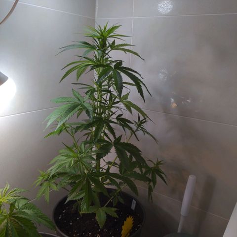 NL1 growlog timeline photo