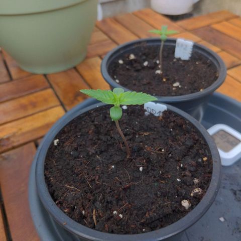 DD1 growlog timeline photo