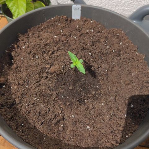 DD1 growlog timeline photo