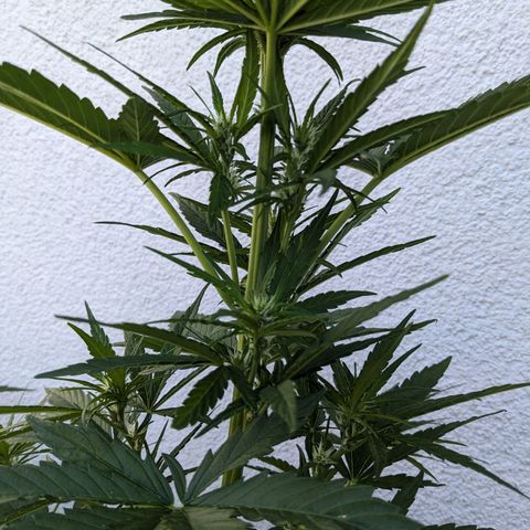 NL1 growlog timeline photo