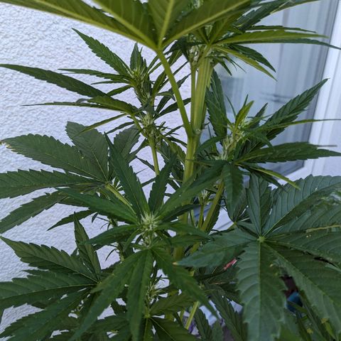 NL1 growlog timeline photo