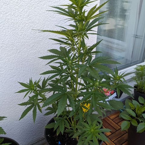 NL1 growlog timeline photo