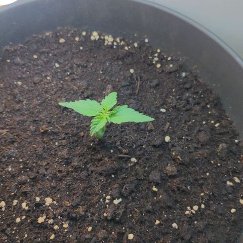 DD1 growlog timeline photo
