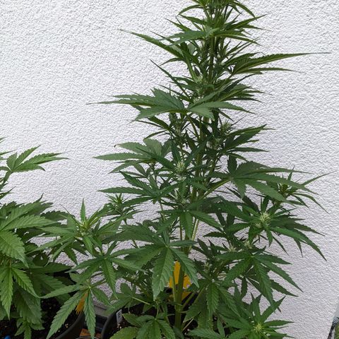 NL1 growlog timeline photo