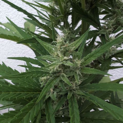 NL1 growlog timeline photo