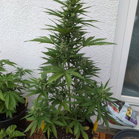 NL1 growlog timeline photo
