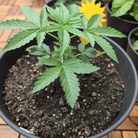 DD1 growlog timeline photo