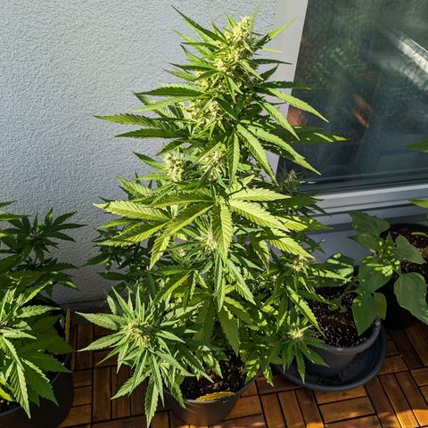 NL1 growlog timeline photo