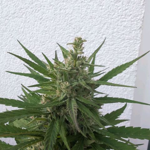 NL1 growlog timeline photo