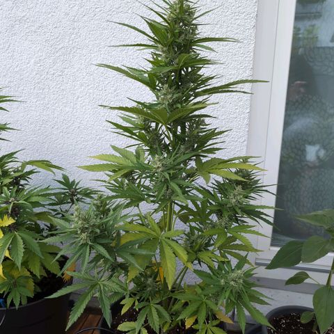 NL1 growlog timeline photo