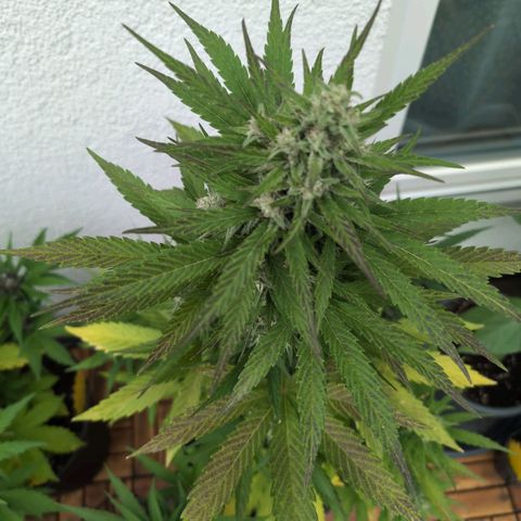 NL1 growlog timeline photo
