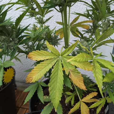 NL1 growlog timeline photo