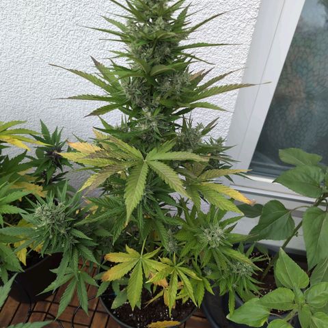 NL1 growlog timeline photo