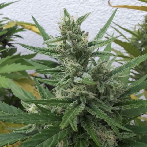 NL1 growlog timeline photo