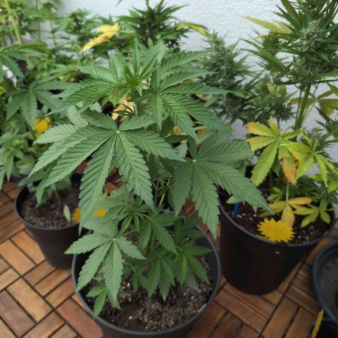 DD1 growlog timeline photo