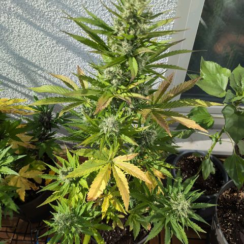 NL1 growlog timeline photo