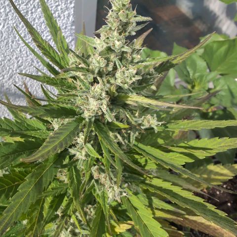 NL1 growlog timeline photo