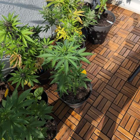 DD1 growlog timeline photo