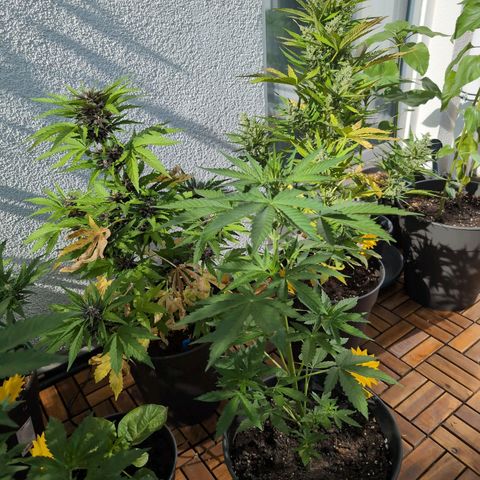 DD1 growlog timeline photo