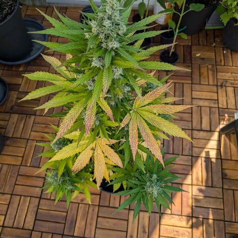 NL1 growlog timeline photo