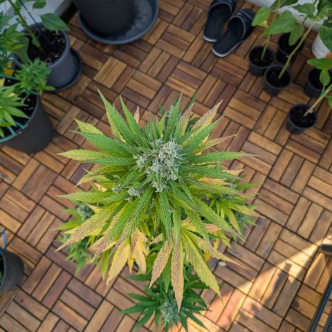 NL1 growlog timeline photo