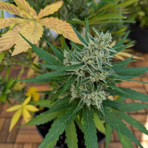 NL1 growlog timeline photo