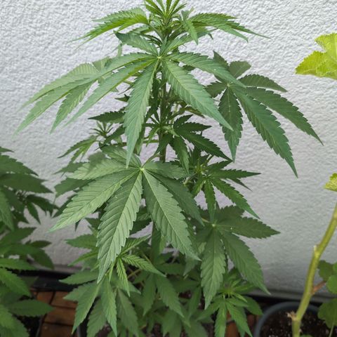 DD1 growlog timeline photo