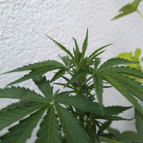 DD1 growlog timeline photo