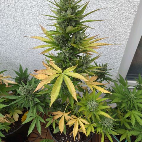 NL1 growlog timeline photo
