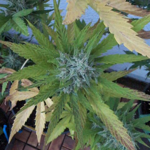 NL1 growlog timeline photo