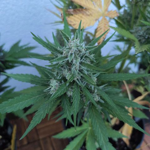 NL1 growlog timeline photo