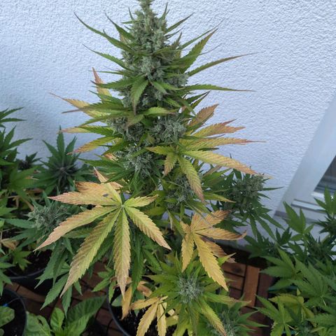 NL1 growlog timeline photo