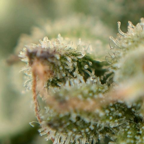 NL1 growlog timeline photo