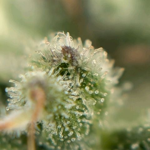 NL1 growlog timeline photo