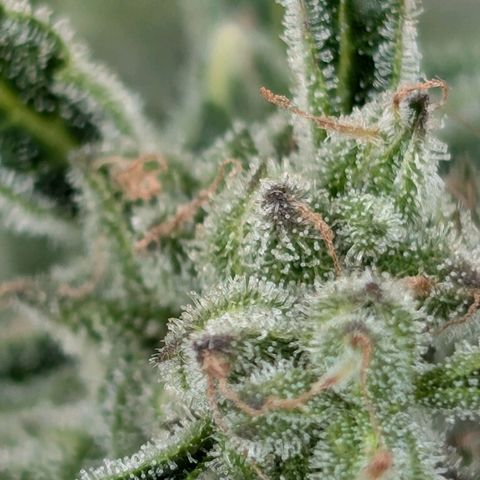NL1 growlog timeline photo
