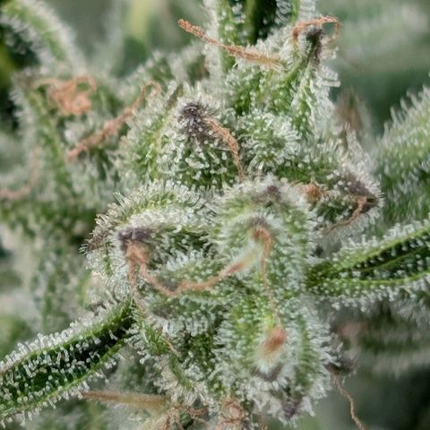 NL1 growlog timeline photo