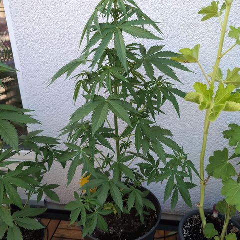 DD1 growlog timeline photo