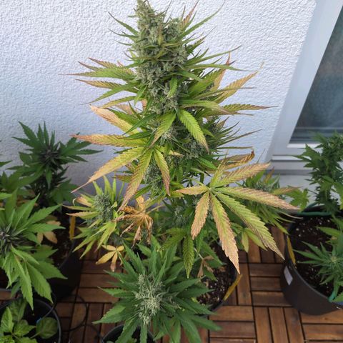 NL1 growlog timeline photo