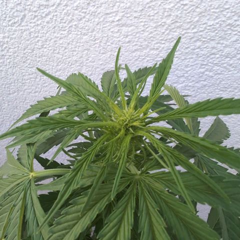 DD1 growlog timeline photo